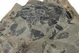 Pennsylvanian Fossil Flora Plate - Kentucky #255671-1
